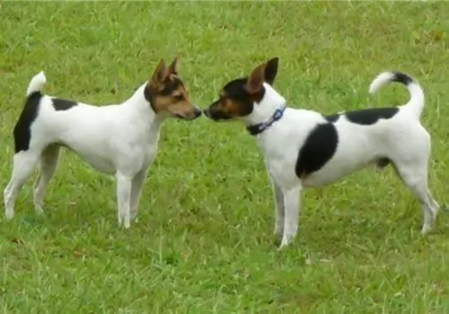 tenterfield terrier dogs - caring