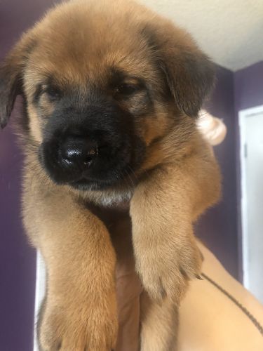 Tibetan mattiff/Belgian malinois mixed