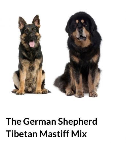 Tibetan mastiff GSD mix puppies for sale