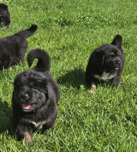 Your best guards/company for your property, 3 girls left