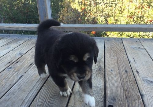 Purebred Tibetan Mastiff Puppies ***