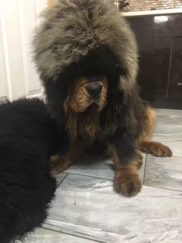 Best tibetan mastiff in newyork