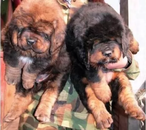 tibetan mastiff puppies - health problems