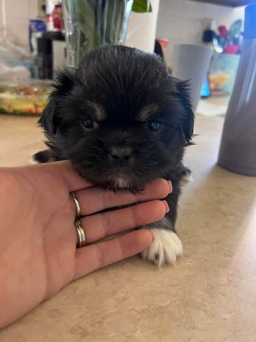Tibetan Spaniel Puppies