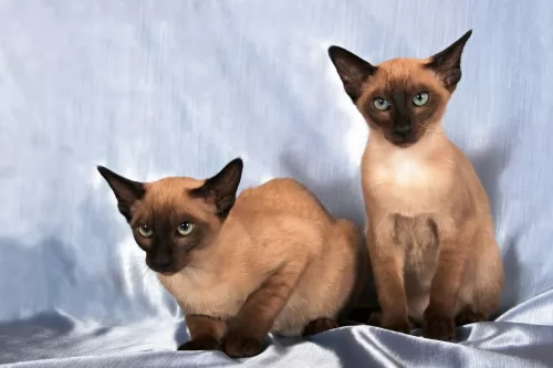 tonkinese cats - caring
