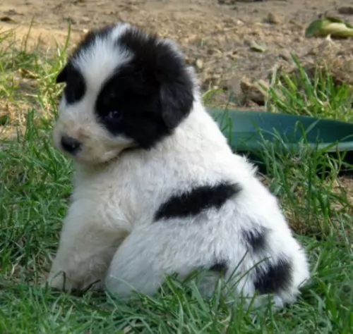 tornjak puppy - description