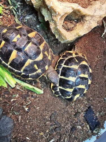 2 yearling rare Western Hermann Tortises
