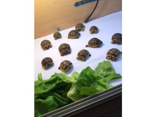 Baby tortoise Born Aug 2016