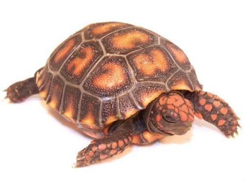 Cherry Head Red Foot Tortoise for Sale Text (***) ***-***9