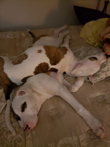 2 female 8 month old pit/mastiff pups