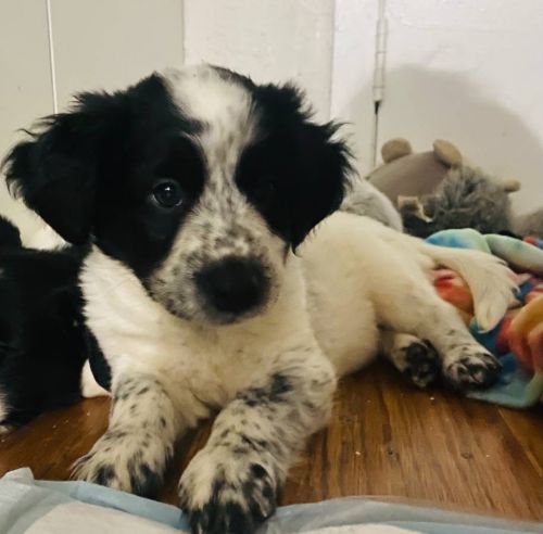 Pretty Toy Aussi Pups