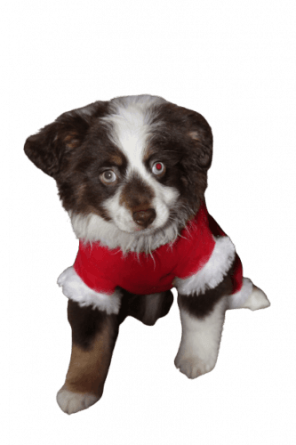 9 week old RED tricolor male STILL TIME FOR XMAS