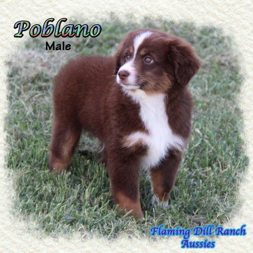 Poblano ~ Toy Red Tri Male Aussie
