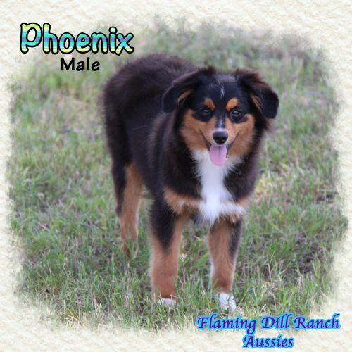 Phoenix ~ Toy Black Tri Male Aussie