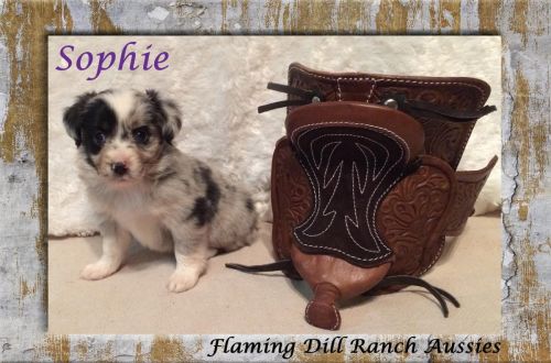 Beautiful Blue Merle Female Puppy