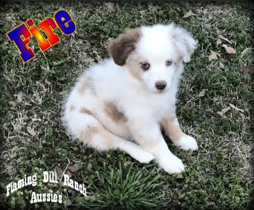 Fire - Mini Red Merle Male