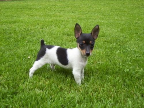 Toy Fox Terrier Puppies For Sale $500