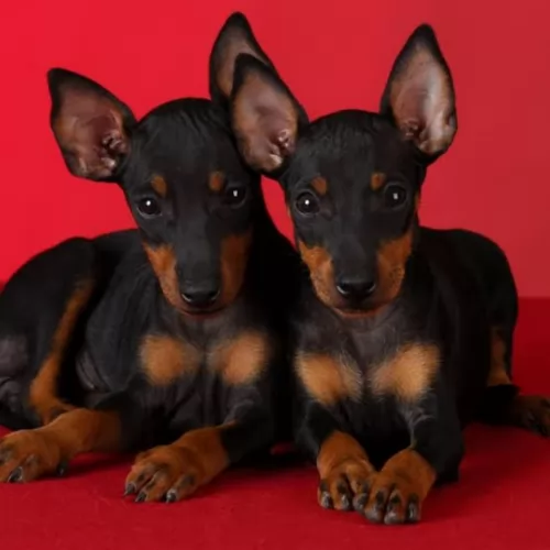 toy manchester terrier puppies - health problems