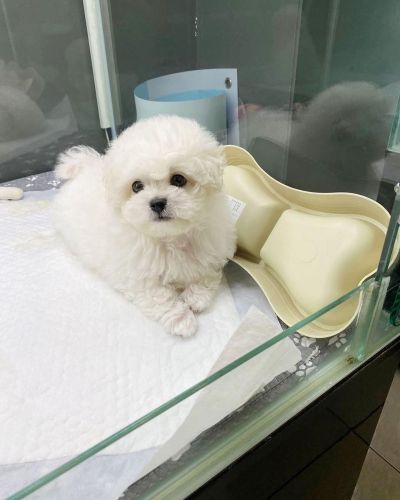 White Toy poodle