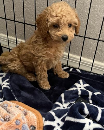 Toy Poodle Puppies for sale in Tucson, AZ, USA. price: $1,300