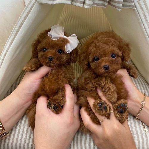 Toy poodle puppies