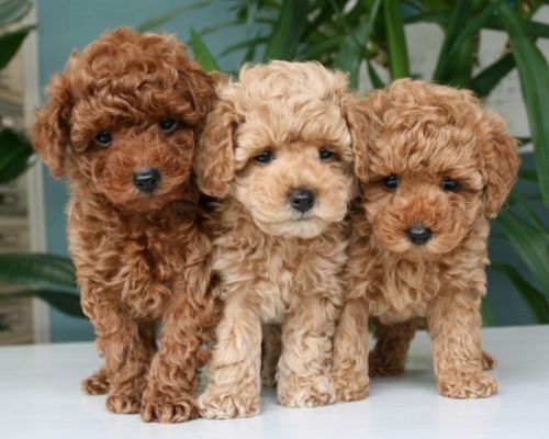 Toy poodle puppies available for sale