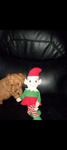 Adorable toy poodles