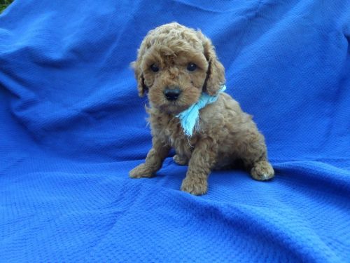 Toy Poodle Puppies for sale in Hacienda Heights, CA, USA. price: $1,399