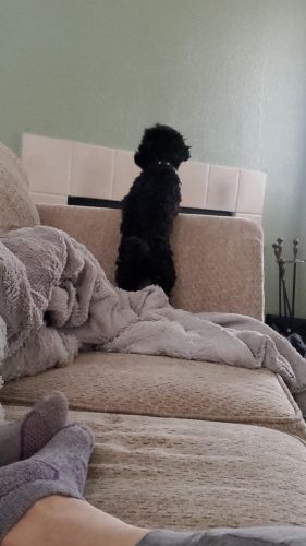 Beautiful black 5 months puppy