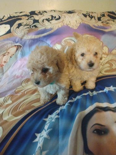 2 female toy poodle CKC registered