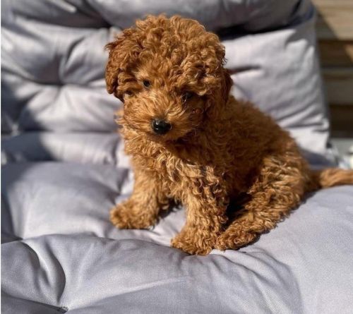 Toy Poodle Puppies for sale in San Diego, CA, USA. price: $450