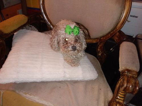 Toy Poodle Puppies for sale in Bakersfield, CA, USA. price: $300