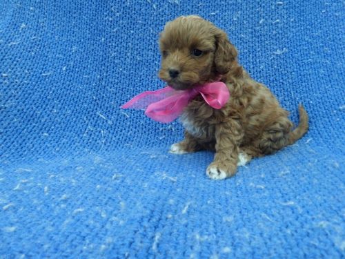 Red Toy Poodle Puppies