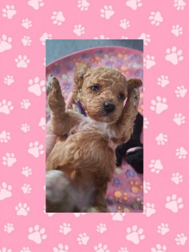 Tiny toy poodle girl purple