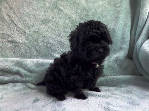 Toy Poodle Puppies