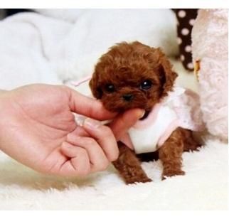 12 week old Toy Poodle Puppies