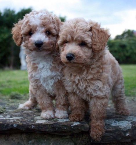 Toy Poodle Puppies for sale in Boston, MA, USA. price: NA