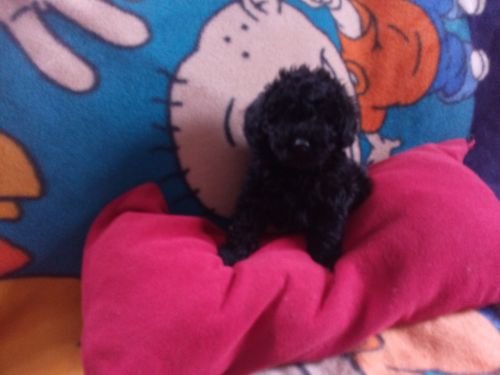 For sale Toy black male