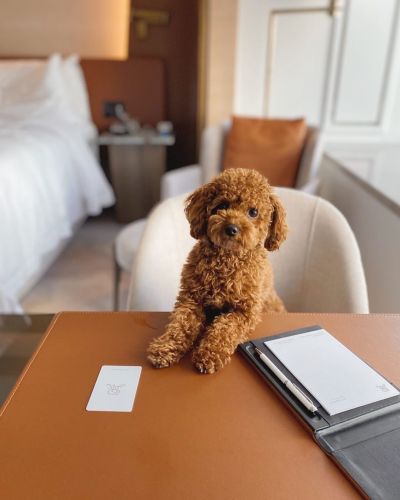 Toy Poodle Puppies for sale in Denver, CO, USA. price: $500