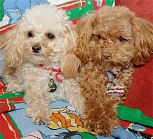 toy poodle dogs - caring
