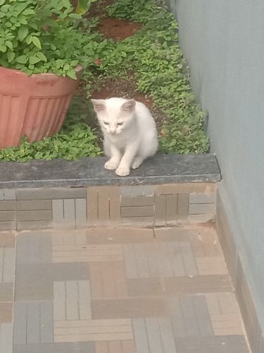 White kitten