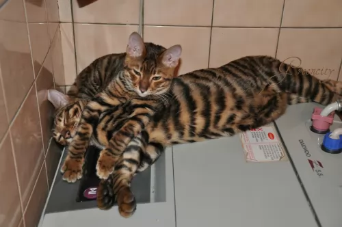 toyger cats - caring