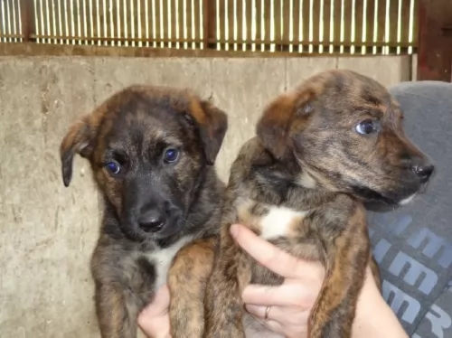 treeing tennessee brindle puppies - health problems