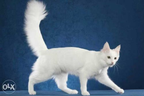 Turkish Angora White 2 Month Old White Male For Sale in Delhi india