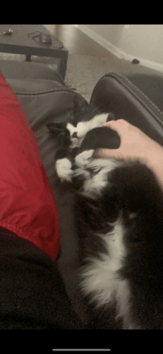 Lord Lux needs a new home