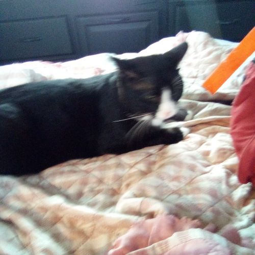 Black and white Tuxedo