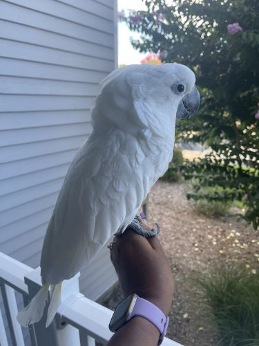 Umbrella cockatoo