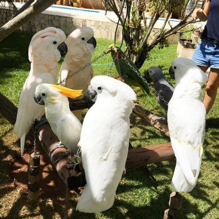 Umbrella Cockatoo Parrots
