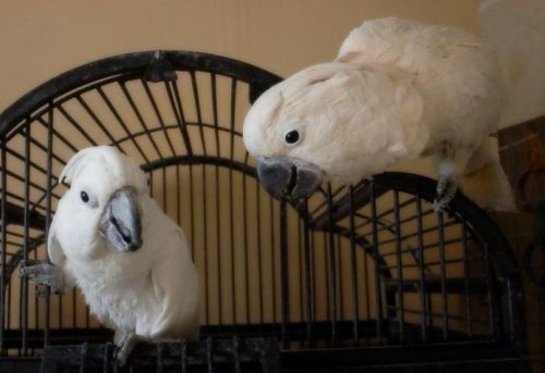 Hand Reared & Very Friendly Umbrella Cockatoos