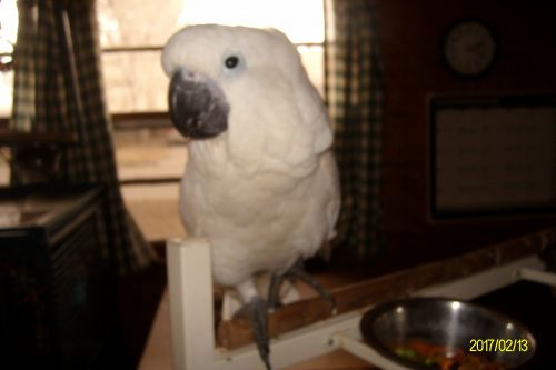 Baby Umbrella Cockatoo's